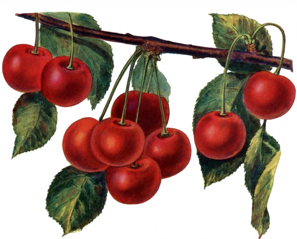 Vintage cherries from TheGraphicsFairy.blogspot.com