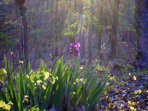 Beautiful Arkansas Photo