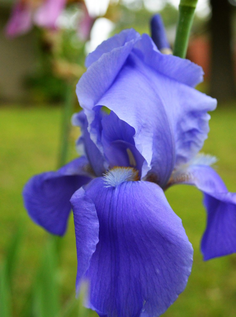 Purple Iris 1