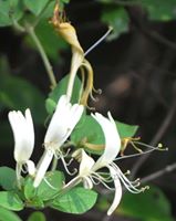 Honeysuckle