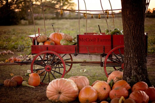 mccool pumpkin patch