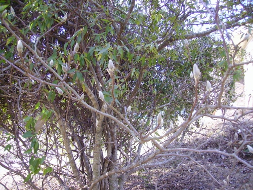 Magnolia lilliflora