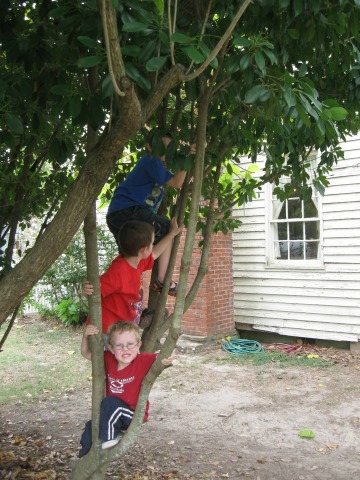 Climbing a tree