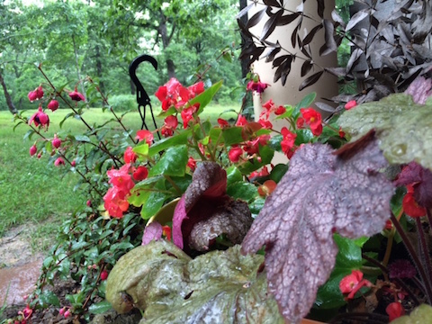 Plants and flowers enjoying the frequent summer rains in northwest Arkansas this year.