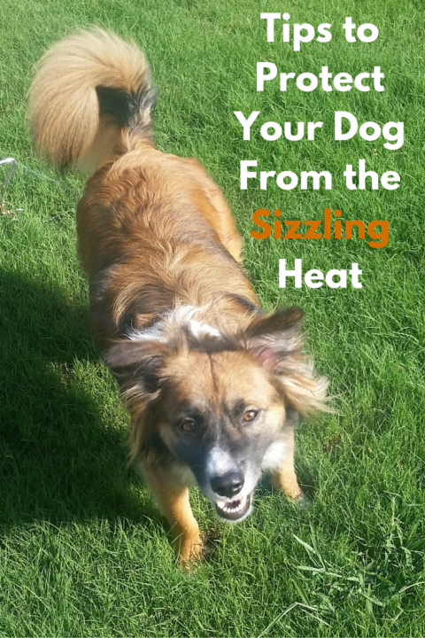 Tips to protect your dog from the sizzling heat