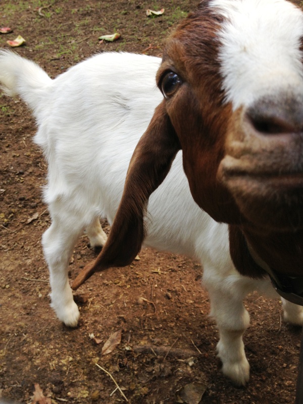 Goat extreme closeup