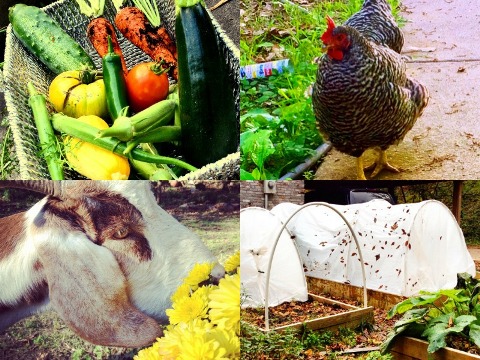 Sometimes homesteading Collage