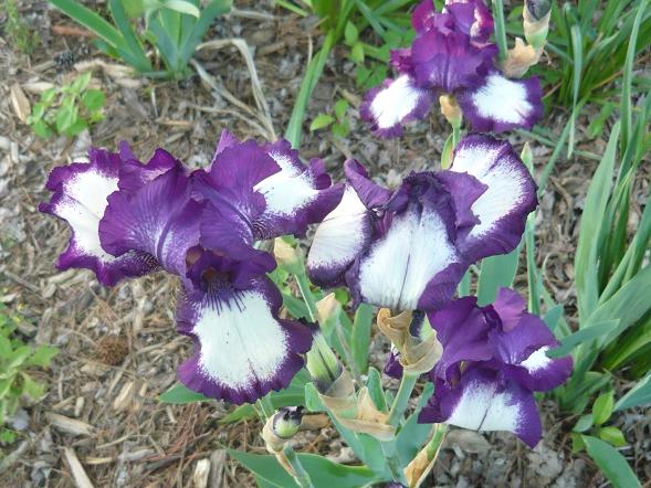 Irises at Villiage resize