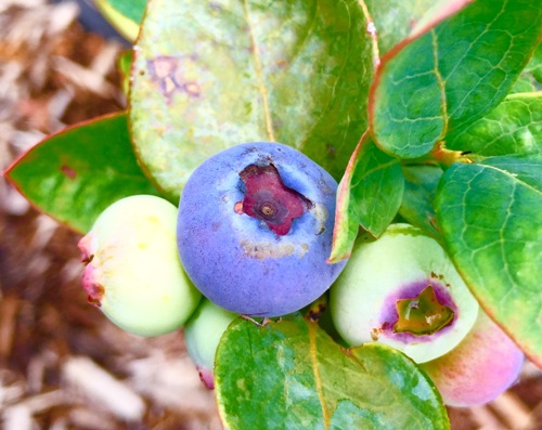Blueberry on the bush