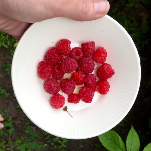 Bowl full of raspberries