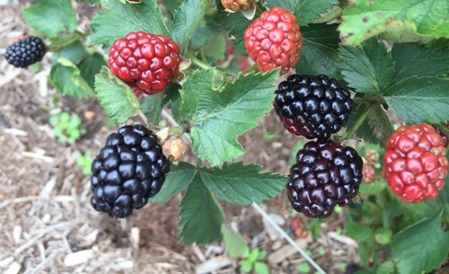 Ripening blackberries