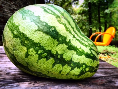 awkward watermelon