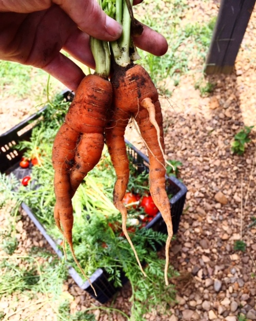 very awkward carrots