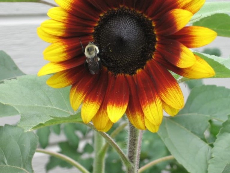 sunflower-jamiesthots