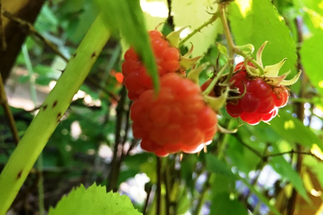 raspberries in the wild jeanetta darley
